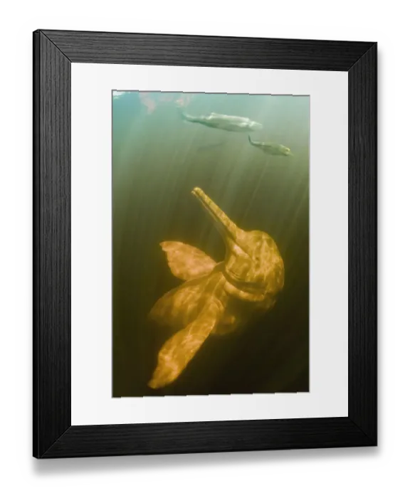Framed Print : Amazon / pink river dolphin / boto (Inia geoffrensis) Rio Negro, Brazil (Amazon) Framed Print : Amazon / pink river dolphin / boto (Inia geoffrensis) Rio Negro, Brazil (Amazon)