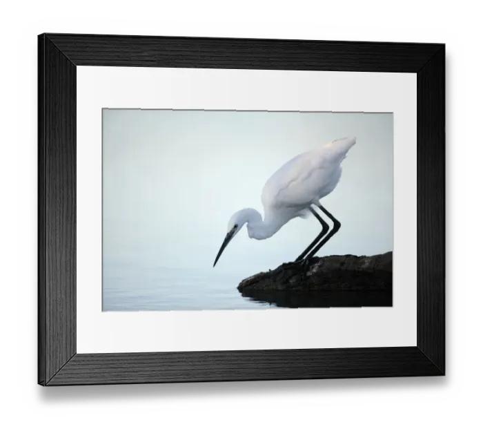 Framed Print : Little egret {Egretta garzetta} at waters edge hunting sequence 1 / 3, Donana NP, Sevilla Framed Print : Little egret {Egretta garzetta} at waters edge hunting sequence 1 / 3, Donana NP, Sevilla