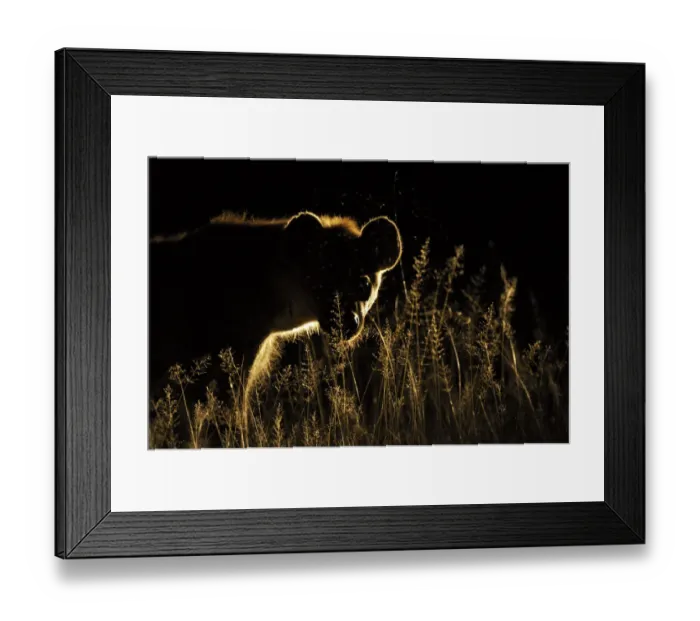 Framed Print : Spotted Hyaena (Crocuta crocuta) at night, South Africa Framed Print : Spotted Hyaena (Crocuta crocuta) at night, South Africa