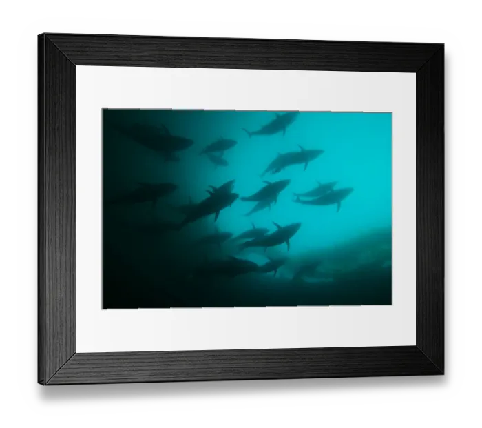 Framed Print : Bluefin tuna {Thunnus thynnus} in fish farm, Kusimoto, South Japan Framed Print : Bluefin tuna {Thunnus thynnus} in fish farm, Kusimoto, South Japan
