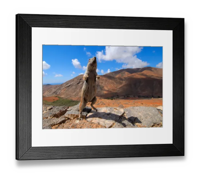 Framed Print : African ground squirrel (Xerus sp. ) looking inquisitive with arid mountain landscape Framed Print : African ground squirrel (Xerus sp. ) looking inquisitive with arid mountain landscape
