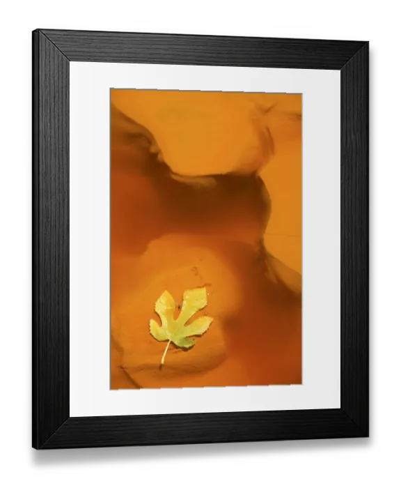 Framed Print : Fig leaf in water from the Ro Tinto, or Red River, very acidic and coloured deep