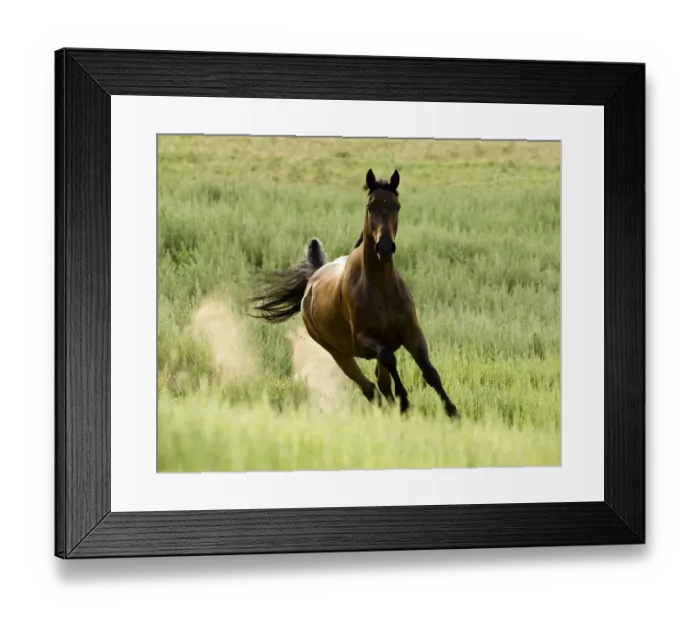 Framed Print : Bay Warmblood mare running in Longmont, Colorado Framed Print : Bay Warmblood mare running in Longmont, Colorado