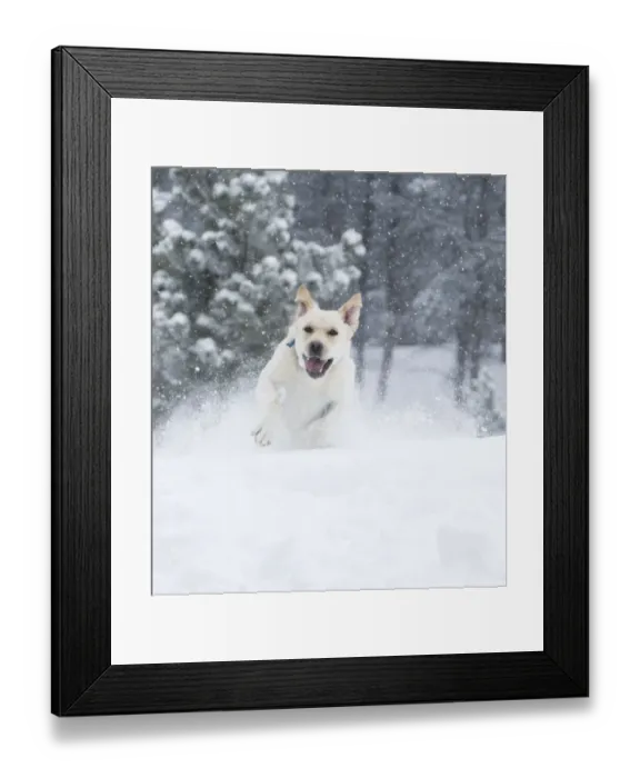 Framed Print : Yellow Labrador Retreiver (Canis familiaris) running in snow. Boulder, Colorado Framed Print : Yellow Labrador Retreiver (Canis familiaris) running in snow. Boulder, Colorado