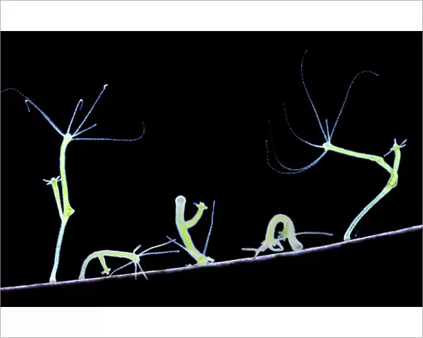 Green Hydra (Hydra viridis) walking. Digital Composite showing five movement stages. UK