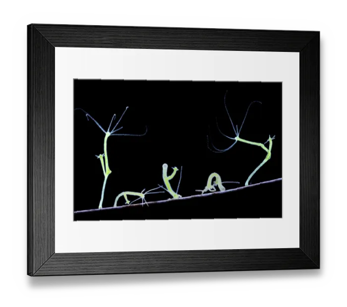 Framed Print : Green Hydra (Hydra viridis) walking. Digital Composite showing five movement stages. UK Framed Print : Green Hydra (Hydra viridis) walking. Digital Composite showing five movement stages. UK