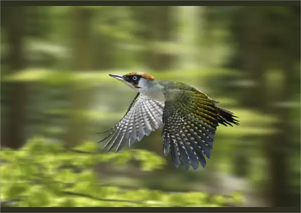 Green Woodpecker (Picus viridis) male flying through Beech woodland in spring, digital composite