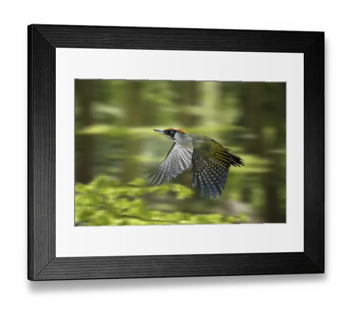 Framed Print : Green Woodpecker (Picus viridis) male flying through Beech woodland in spring, digital composite Framed Print : Green Woodpecker (Picus viridis) male flying through Beech woodland in spring, digital composite