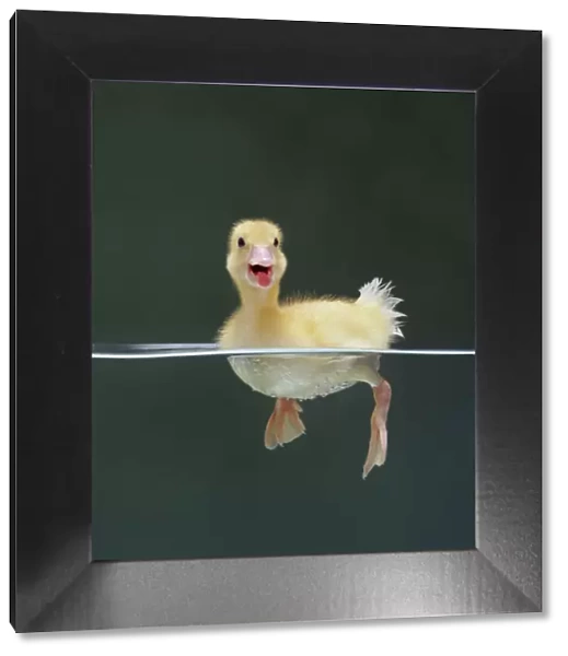 Duckling swimming on water surface, captive, UK