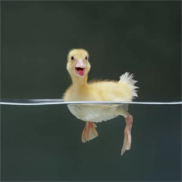Duckling swimming on water surface, captive, UK