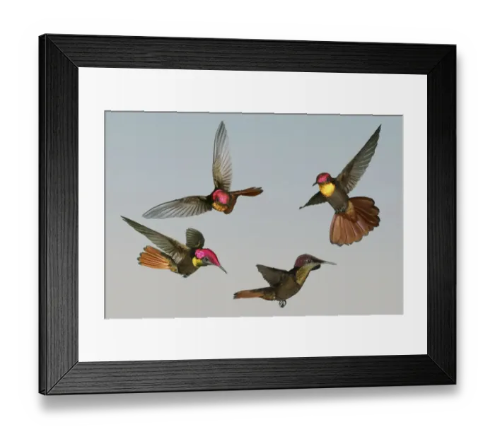 Framed Print : Ruby-topaz Hummingbird (Chrysolampis mosquitus) male flying demonstrating how brilliant Framed Print : Ruby-topaz Hummingbird (Chrysolampis mosquitus) male flying demonstrating how brilliant