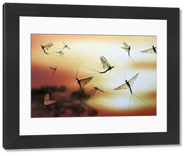 Anglers  /  Green Drake Mayfly (Ephemera danica) males flying at sunset. digital composite