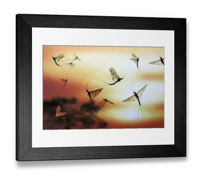 Framed Print : Anglers / Green Drake Mayfly (Ephemera danica) males flying at sunset. digital composite Framed Print : Anglers / Green Drake Mayfly (Ephemera danica) males flying at sunset. digital composite