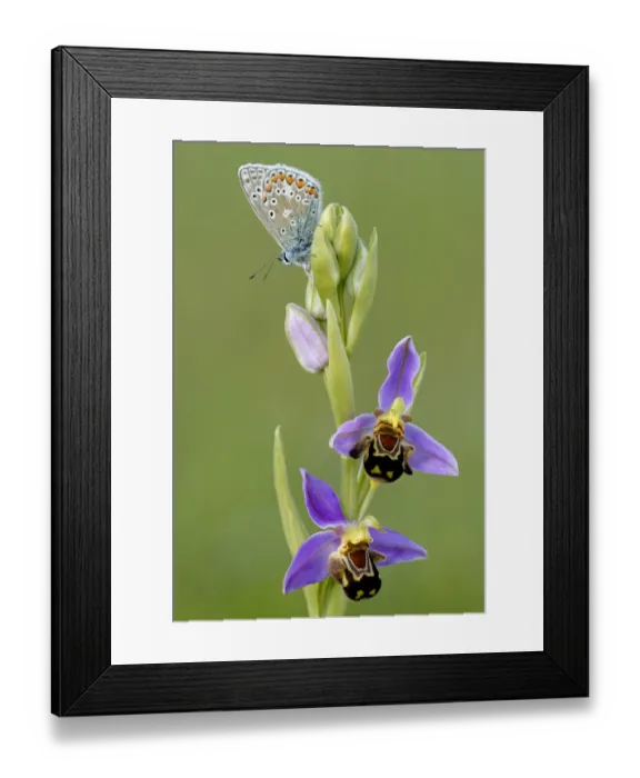 Framed Print : Common blue butterfly {Polyommatus icarus} resting on Bee orchid {Ophrys apifera} Framed Print : Common blue butterfly {Polyommatus icarus} resting on Bee orchid {Ophrys apifera}