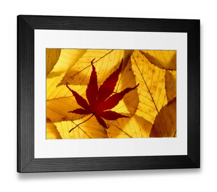 Framed Print : Colourful autumnal leaves backlit. Cornwall, UK Framed Print : Colourful autumnal leaves backlit. Cornwall, UK