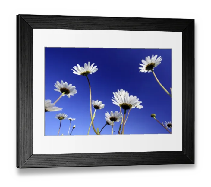 Framed Print : Oxeye daisy / Marguerite {Leucanthemum vulgare} flowers, Devon, UK Framed Print : Oxeye daisy / Marguerite {Leucanthemum vulgare} flowers, Devon, UK