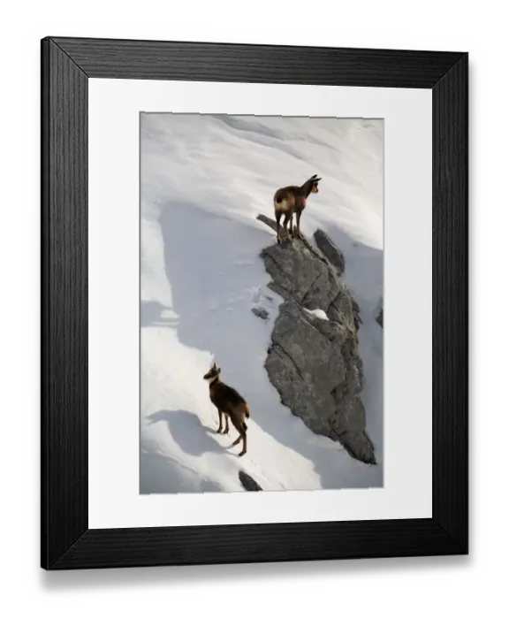 Framed Print : Chamois (Rupicapra rupicapra) female with young on snow, Picos de Europa, Camaleo Framed Print : Chamois (Rupicapra rupicapra) female with young on snow, Picos de Europa, Camaleo
