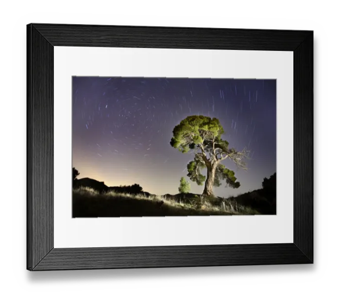 Framed Print : Aleppo pine tree {Pinus halepensis} photographed with long exposure at night with Framed Print : Aleppo pine tree {Pinus halepensis} photographed with long exposure at night with