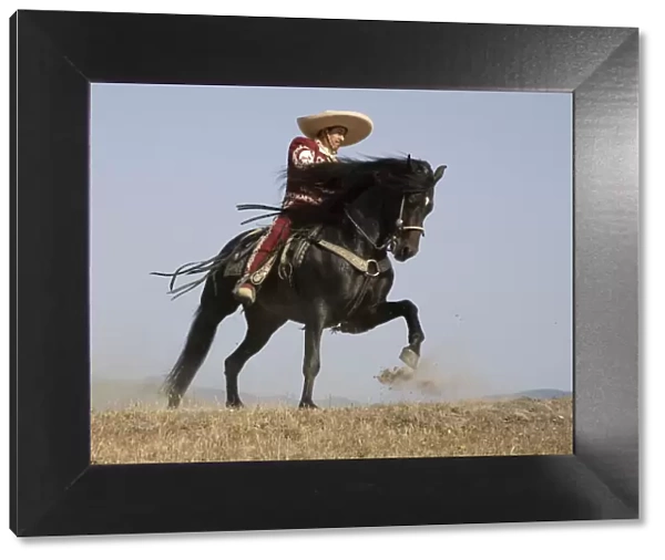 Charro on a Black Andalusian stallion galloping in Ojai, California, USA, model released