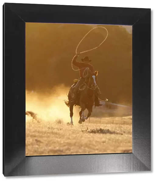 Cowboy galloping while swinging a rope lassoo at sunset, Flitner Ranch, Shell, Wyoming