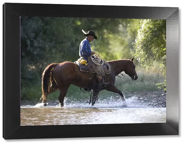 Cowboy riding through stream, Flitner Ranch, Shell, Wyoming, USA, model released