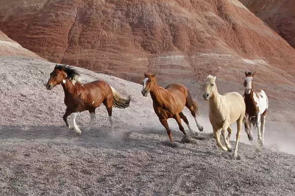 Two paint horses, a palomino and a sorrel quarter horse running, Flitner Ranch, Shell