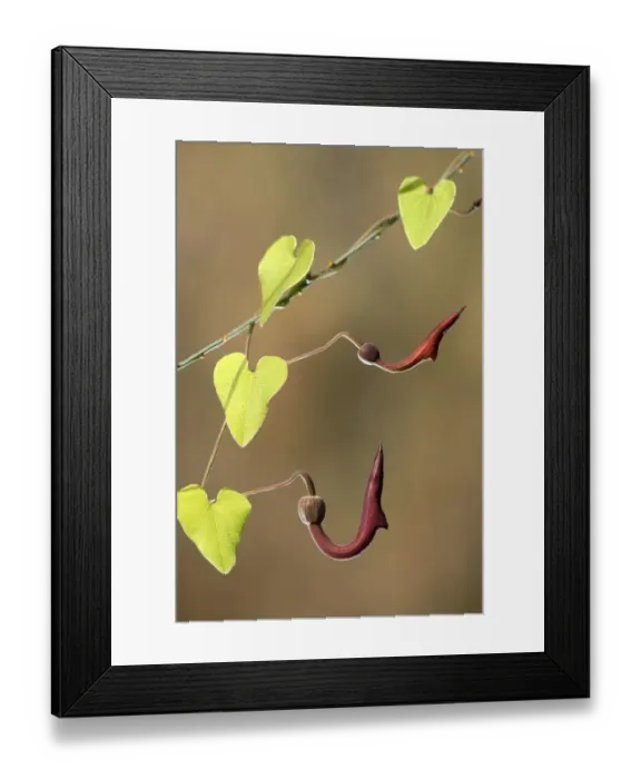 Framed Print : Birthwort / Dutchmans Pipe (Aristolochia sempervirens), Alcal de Guadara, Seville Framed Print : Birthwort / Dutchmans Pipe (Aristolochia sempervirens), Alcal de Guadara, Seville