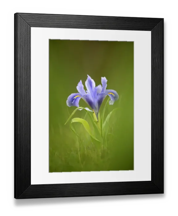 Framed Print : Iris (Iris sp) Alcal de Guadaira, Seville, Spain Framed Print : Iris (Iris sp) Alcal de Guadaira, Seville, Spain