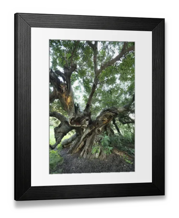 Framed Print : Ancient Carob tree (Ceratonia siliqua), Alfaz del Pi, Alicante, Spain Framed Print : Ancient Carob tree (Ceratonia siliqua), Alfaz del Pi, Alicante, Spain