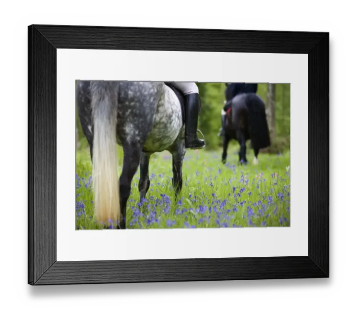 Framed Print : Horse-riding through bluebell wood, Brecon Beacons National Park, Powys, Wales, UK Framed Print : Horse-riding through bluebell wood, Brecon Beacons National Park, Powys, Wales, UK