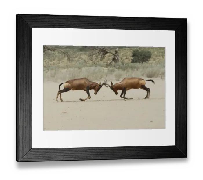 Framed Print : Male Red hartebeest (Alcelaphus buselaphus) fighting, Kgalagadi Transfrontier Park Framed Print : Male Red hartebeest (Alcelaphus buselaphus) fighting, Kgalagadi Transfrontier Park