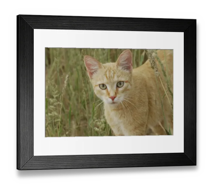 Framed Print : African wild cat (Felis sylvestris libyca), Kgalagadi Transfrontier Park, Kalahari desert Framed Print : African wild cat (Felis sylvestris libyca), Kgalagadi Transfrontier Park, Kalahari desert