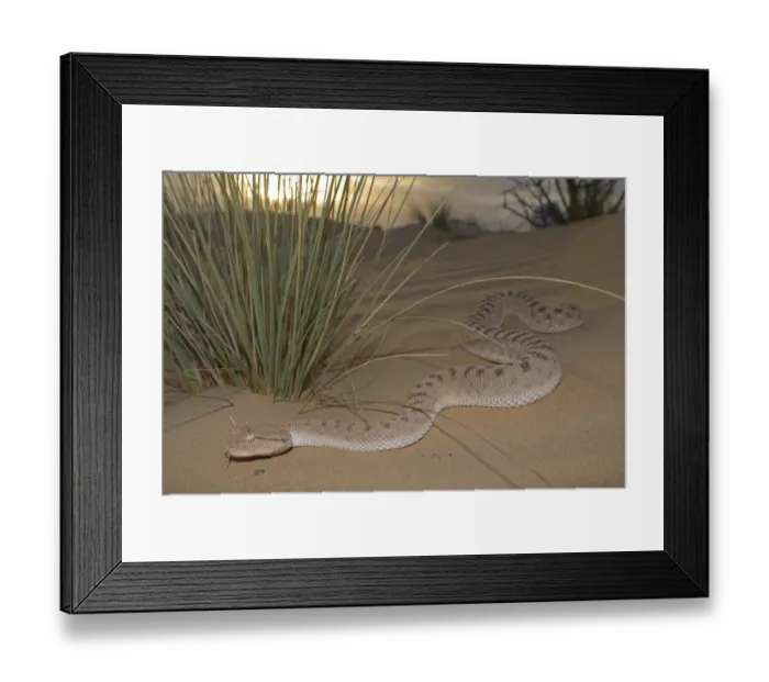 Framed Print : Arabian Horned Viper (Cerastes gasperetti) in desert, Sharjah, UAE Framed Print : Arabian Horned Viper (Cerastes gasperetti) in desert, Sharjah, UAE