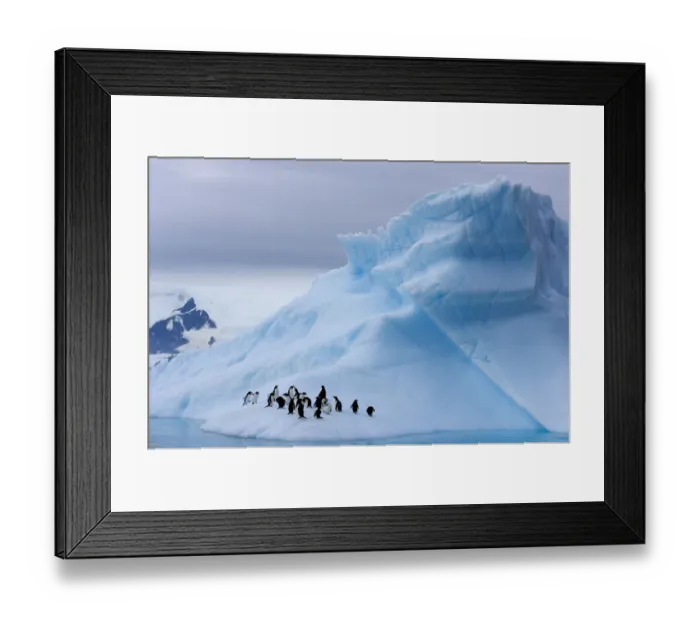 Framed Print : Gentoo penguins (Pygoscelis Papua) on an iceberg off the western Antarctic Peninsula Framed Print : Gentoo penguins (Pygoscelis Papua) on an iceberg off the western Antarctic Peninsula