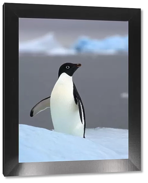 Adelie penguin (Pygoscelis Adeliae) on glacial ice along the western Antarctic Peninsula