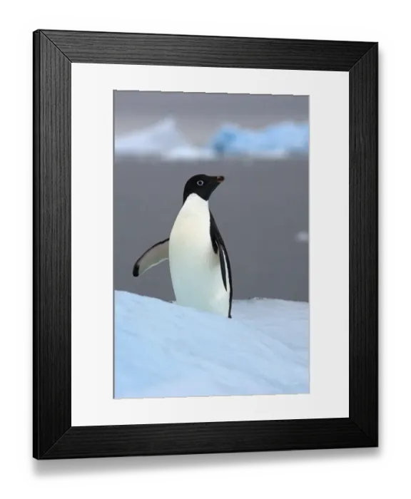 Framed Print : Adelie penguin (Pygoscelis Adeliae) on glacial ice along the western Antarctic Peninsula Framed Print : Adelie penguin (Pygoscelis Adeliae) on glacial ice along the western Antarctic Peninsula