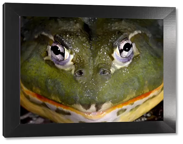 Pixie Frog {Pyxicephalus edulis} captive, from Africa