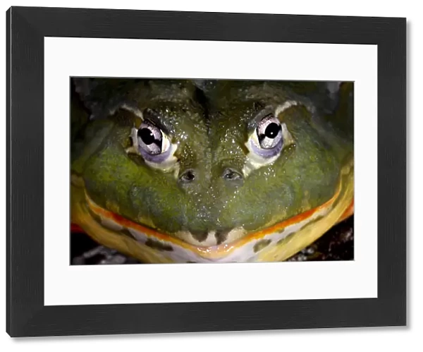 Pixie Frog {Pyxicephalus edulis} captive, from Africa