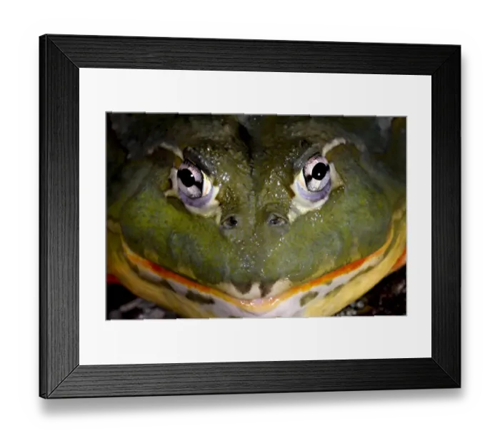 Framed Print : Pixie Frog {Pyxicephalus edulis} captive, from Africa Framed Print : Pixie Frog {Pyxicephalus edulis} captive, from Africa