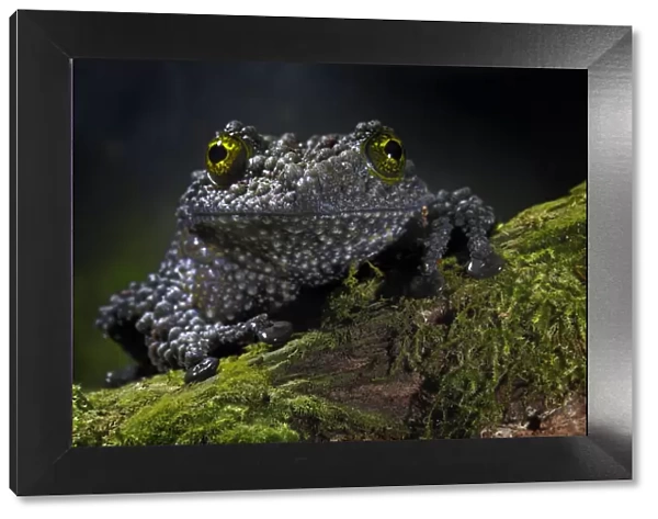 Vietnamese Mossy Frog {Theloderma corticale} captive, from Vietnam