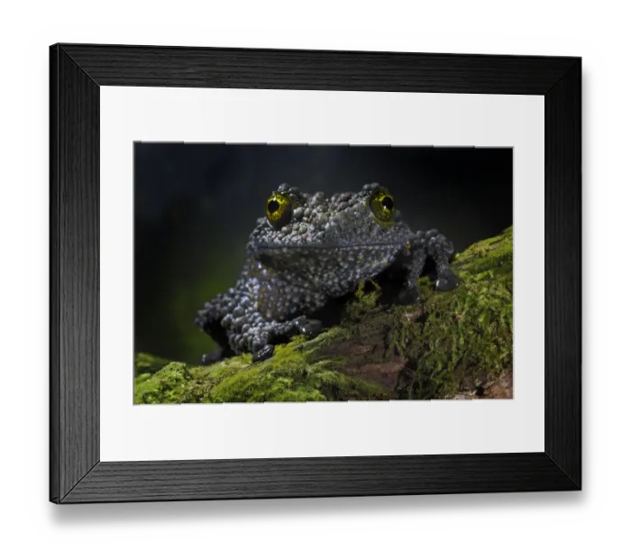 Framed Print : Vietnamese Mossy Frog {Theloderma corticale} captive, from Vietnam Framed Print : Vietnamese Mossy Frog {Theloderma corticale} captive, from Vietnam