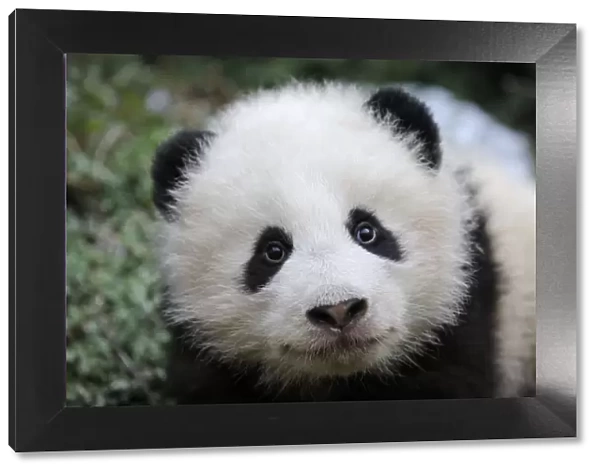 Giant panda (Ailuropoda melanoleuca) baby, aged 5 months, Wolong Nature Reserve, China
