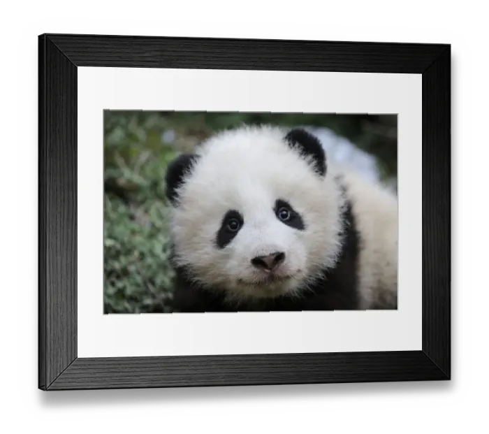 Framed Print : Giant panda (Ailuropoda melanoleuca) baby, aged 5 months, Wolong Nature Reserve, China Framed Print : Giant panda (Ailuropoda melanoleuca) baby, aged 5 months, Wolong Nature Reserve, China