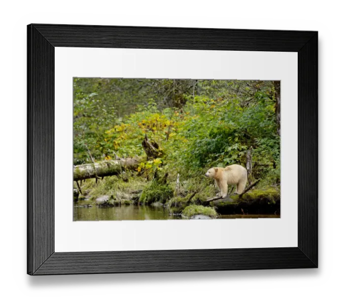 Framed Print : Kermode / Spirit bear (Ursus americanus Kermodei), white morph of black bear, standing Framed Print : Kermode / Spirit bear (Ursus americanus Kermodei), white morph of black bear, standing