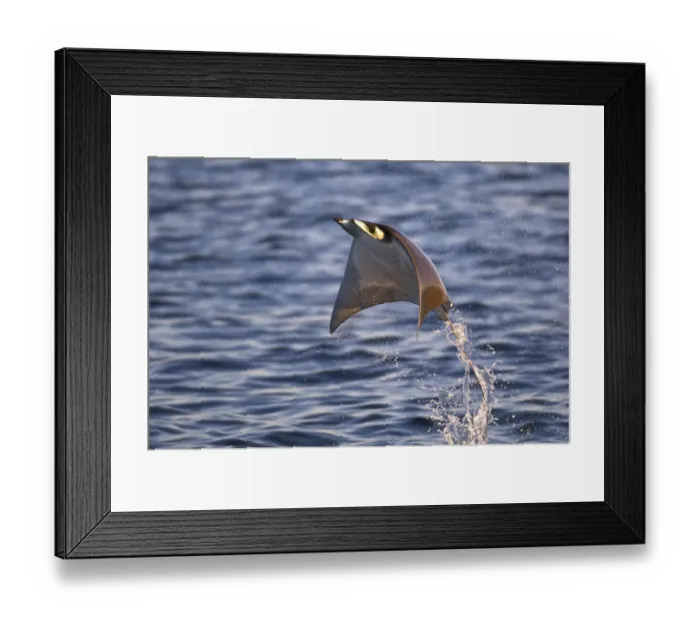 Framed Print : Smoothtail Ray  /  Mobula (Mobula thurstoni) flying out of the water, Baja California