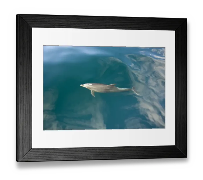 Framed Print : Common bottlenose dolphin (Tursiops truncatus) surfacing, Baja California, Sea of Cortez Framed Print : Common bottlenose dolphin (Tursiops truncatus) surfacing, Baja California, Sea of Cortez