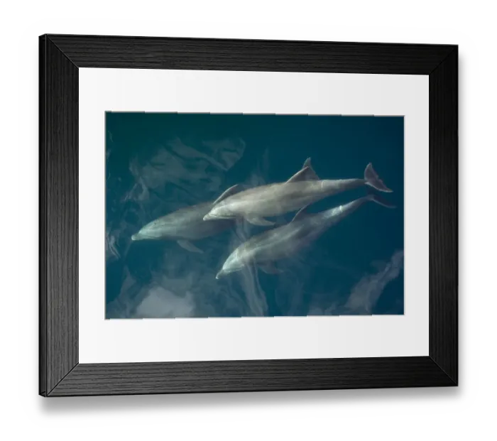 Framed Print : Common bottlenose dolphin (Tursiops truncatus) surfacing, Baja California, Sea of Cortez Framed Print : Common bottlenose dolphin (Tursiops truncatus) surfacing, Baja California, Sea of Cortez