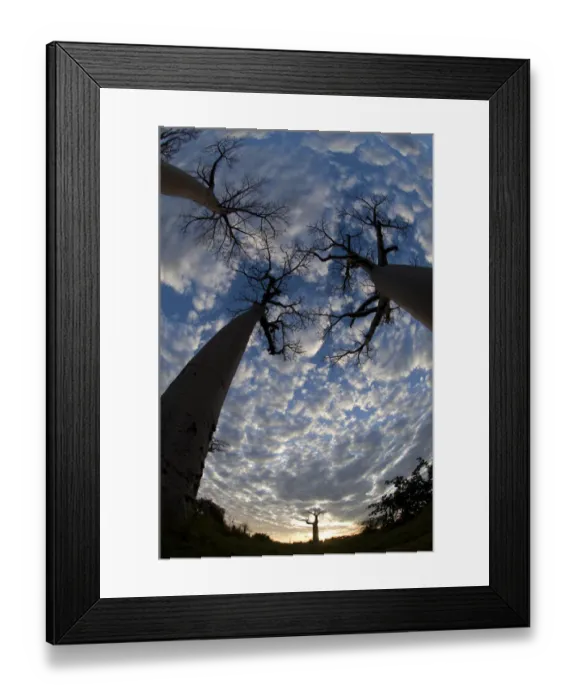Framed Print : Looking up at Baobabs (Andasonian grandidieri) on Baobabs Avenue, Morondava, West Framed Print : Looking up at Baobabs (Andasonian grandidieri) on Baobabs Avenue, Morondava, West