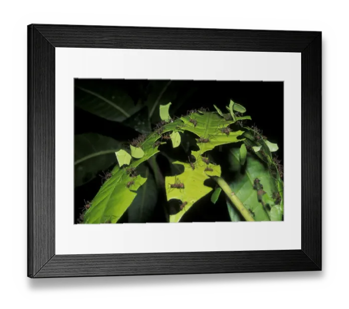 Framed Print : Leaf cutting ants (Atta cephalotes) cutting pieces of leaf, rainforest habitat, Costa Framed Print : Leaf cutting ants (Atta cephalotes) cutting pieces of leaf, rainforest habitat, Costa