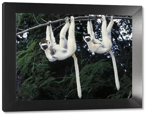 Two Verreauxs sifakas (Propithecus verreauxi) hanging from a branch, Nahampoana reserve